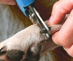 Cómo cortar las uñas de un perro | PERROSPEDIA