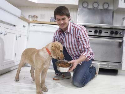 Integral preposición principal Comida para cachorros vs comida para perros adultos | PERROSPEDIA