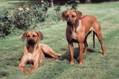 Mencionar Riego llamar Los cachorros de Ridgeback nacen con su cresta dorsal? | PERROSPEDIA