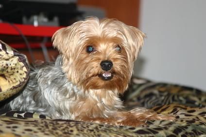 lindo yorkshire terrier