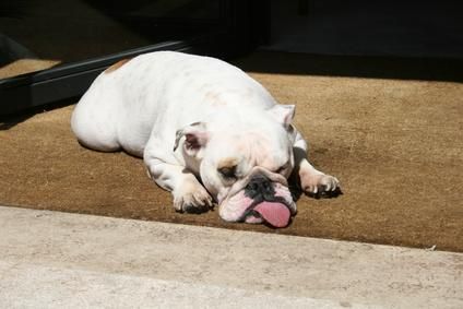 bulldog cansado
