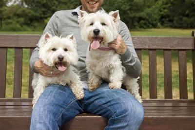 El West Highland Terrier derrama mucho pelo? PERROSPEDIA