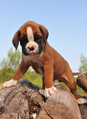 Pocos Cuña Proponer Qué puedes esperar durante las primeras semanas de vida de un cachorro de  Bóxer | PERROSPEDIA