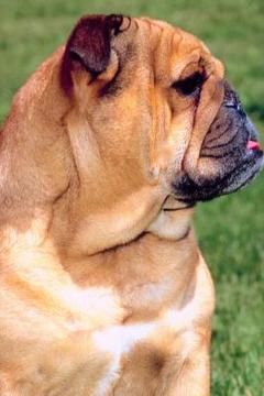 Featured image of post Enano Bulldog Ingles Precio Royal canin bulldog ingles adulto e bulldog ingles junior 12kg