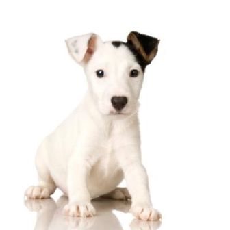 Como entrenar un cachorro de Jack Russell terrier para que sus necesidades | PERROSPEDIA