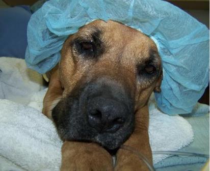 Efectos secundarios de la anestesia perros | PERROSPEDIA
