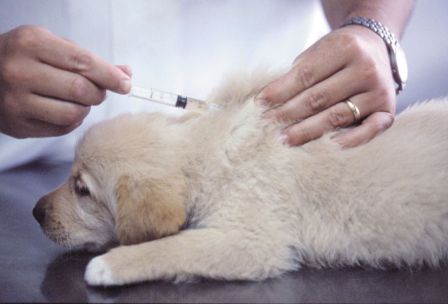 labios banco Hectáreas A qué edad se vacuna a un cachorro? | PERROSPEDIA