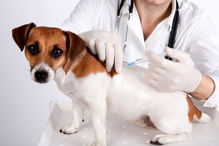 vacuna-perro